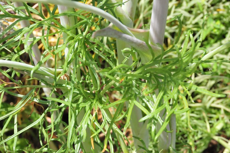 Thapsia garganica / Firrastrina comune